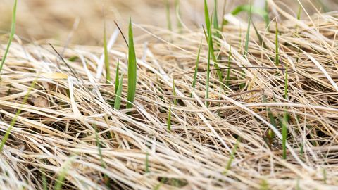 Kevad käib tavapärases rütmis, kuigi roheline rohi ootab vihma