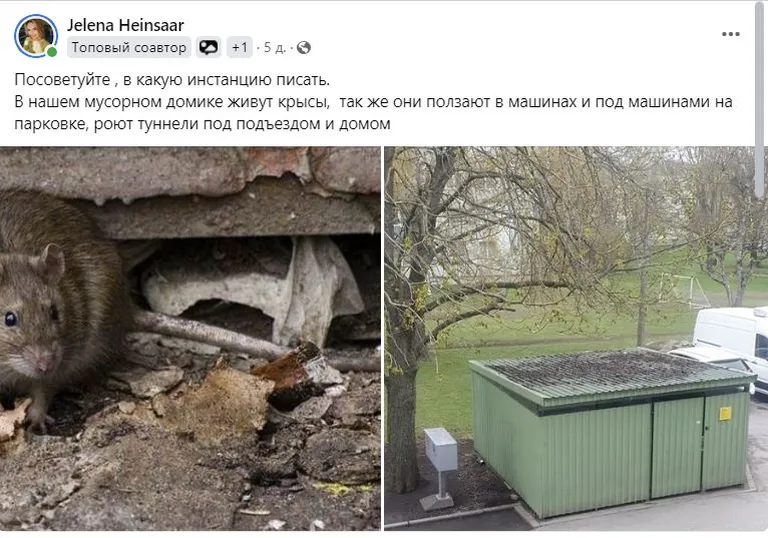 Грызуны терроризируют жильцов дома на Мустамяэ-теэ