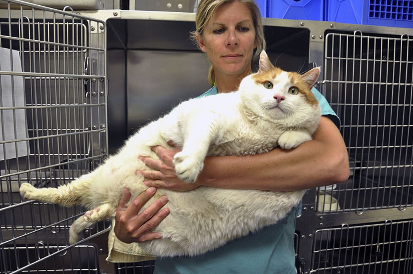 Santa Fe loomade varjupaika 18 kilo kaaluv kass Meow