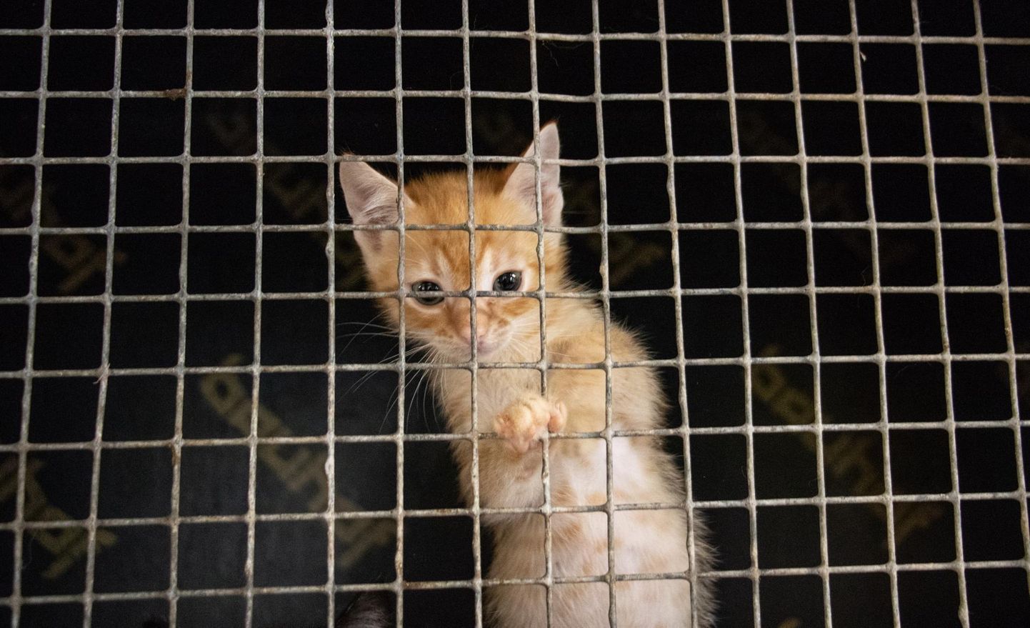 Kass Viljandi kodutute loomade varjupaigas
