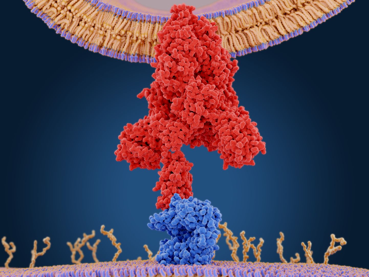 Koroonaviiruse ogavalk (punane) seondumas rakku sisenemiseks ACE2 retseptoriga (sinine).