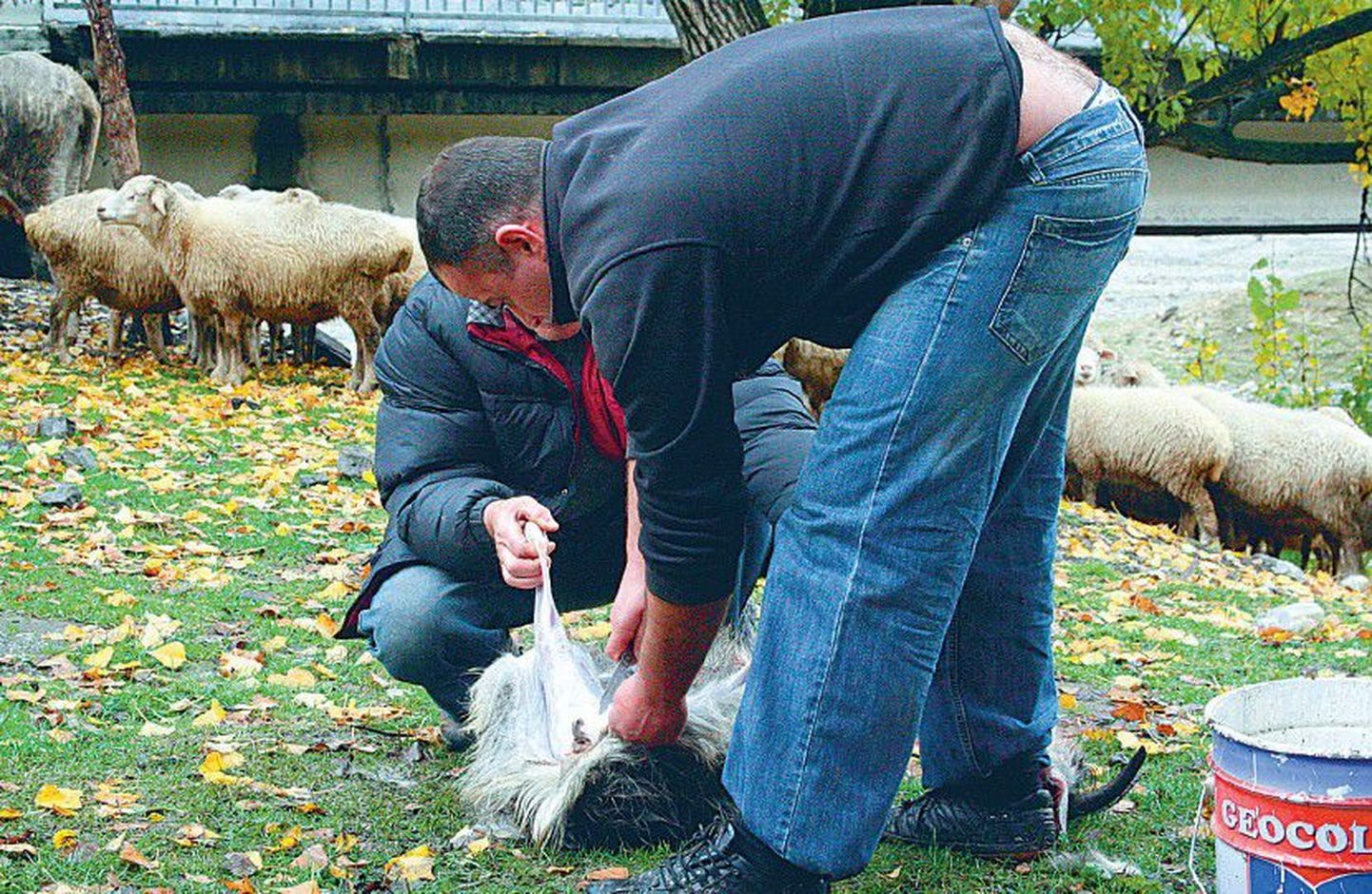Traditsiooniline majandus – tapetud lammast nülitakse pühapäevasel turul ajaloolise Gruusia sõjatee ääres.