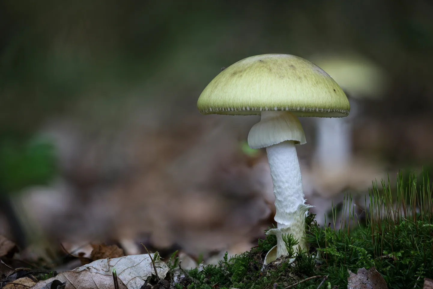 Zaļā mušmire.