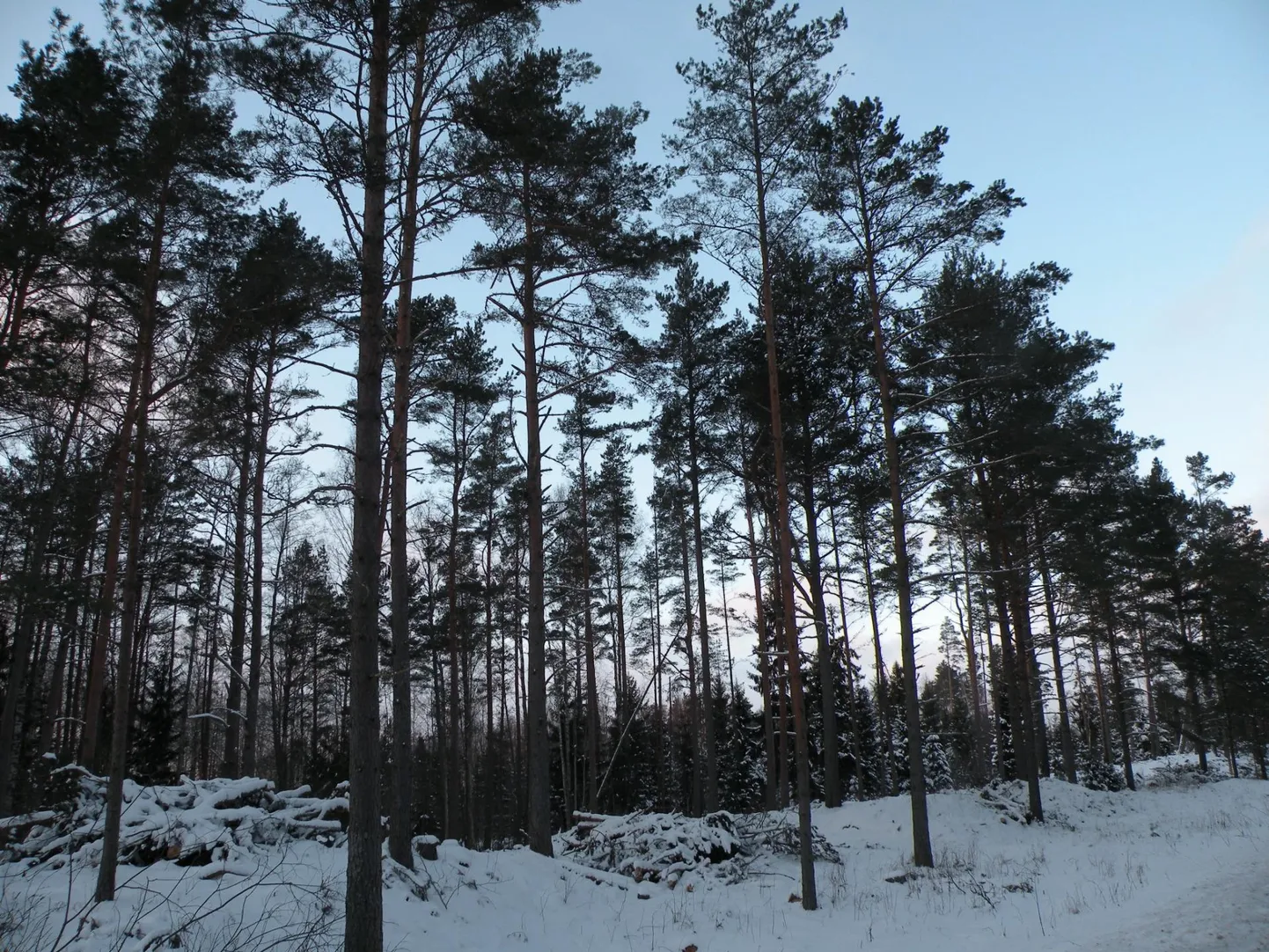 RMK tegi möödunud aasta lõpus Pärnumaal vana Ikla maantee ääres luitemetsades aegjärgset raiet, mille kohalike taotlusel peatas kohus ja hiljem tühistas keskkonnamet.