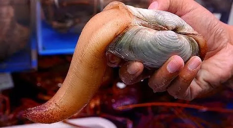 Panopea generosa merekarp