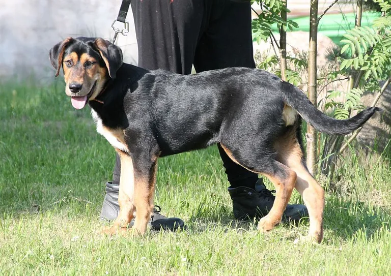 Artikli foto