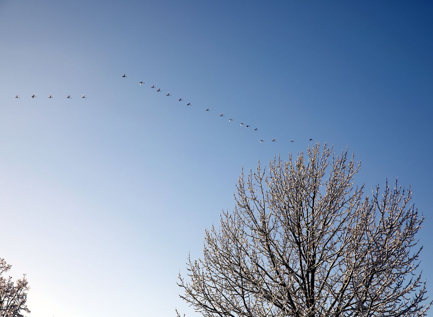 Zilas debesis ar putniem; ilustratīvs foto.
