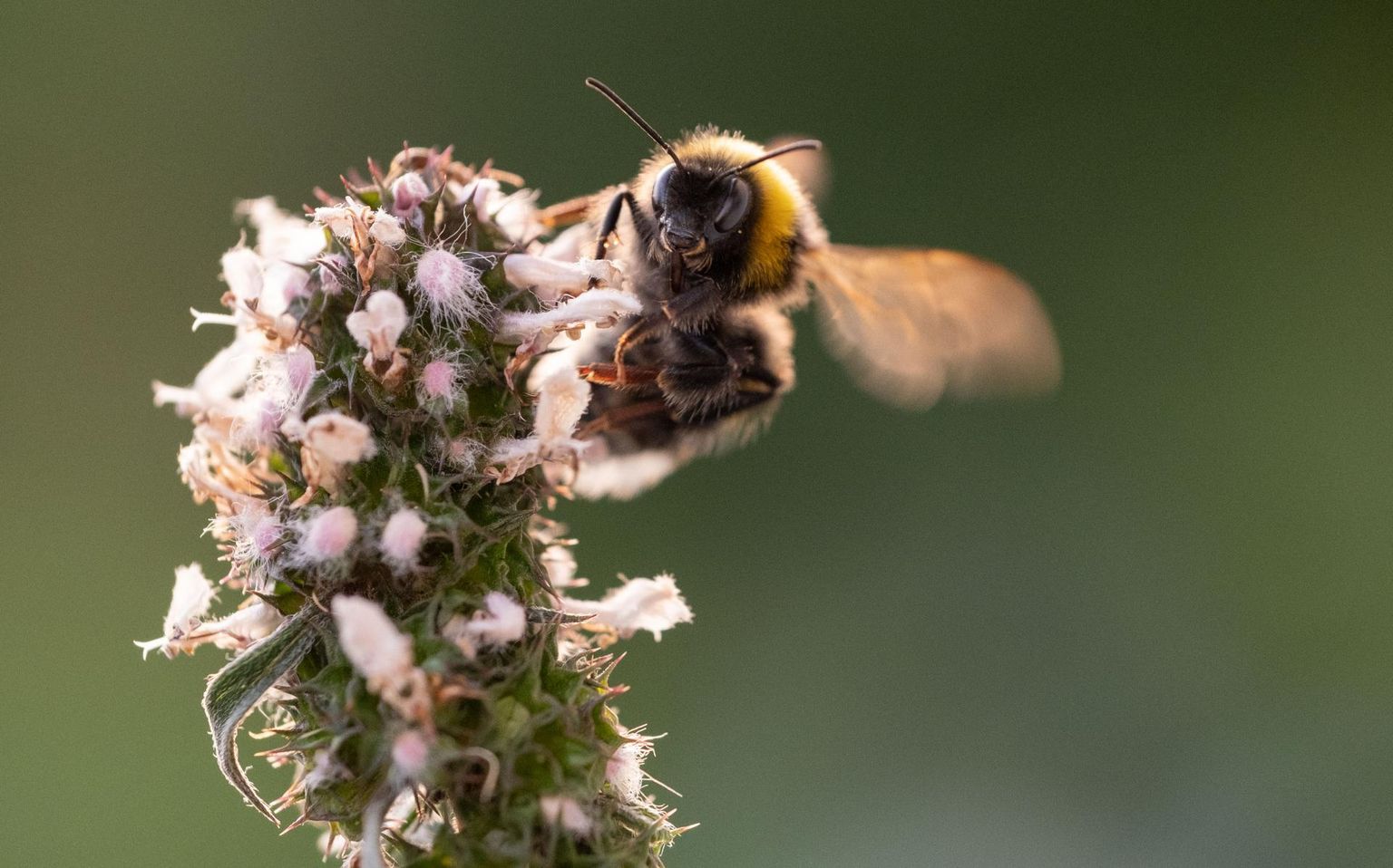 Mesilased on taimemürkidele tundlikud ning mürkide ülekasutamine põhjustab massilist putukate hukkumist.
