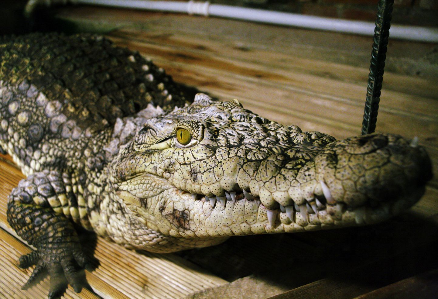 Pärnu miniloomaia tõmbenumber on aastaid olnud Niiluse krokodill, kes suvel sai 13aastaseks.