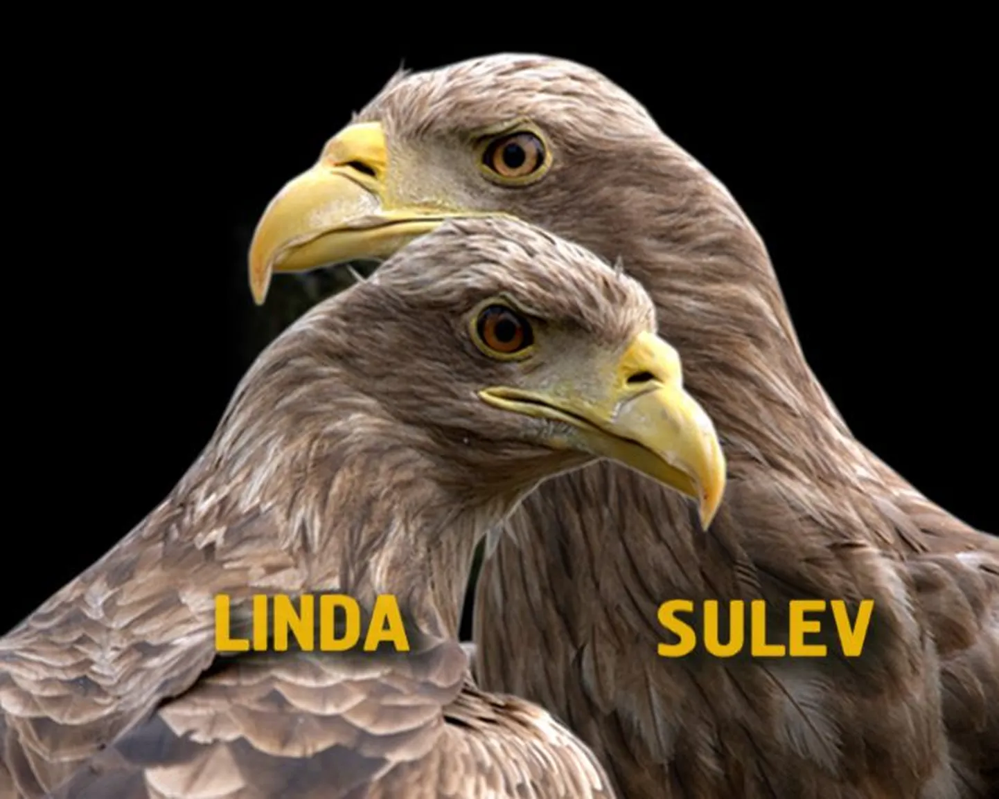 Merikotkad Linda ja Sulev
