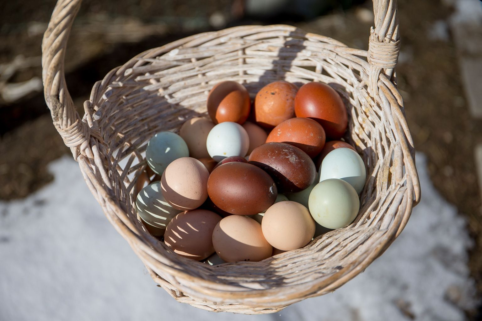 Tumepruune mune munevad Prantsuse päritolu maransi tõugu kanad, beeže Sussexi tõugu kanad ning sinaka koorega mune algselt Tšiilis aretatud araucanad.