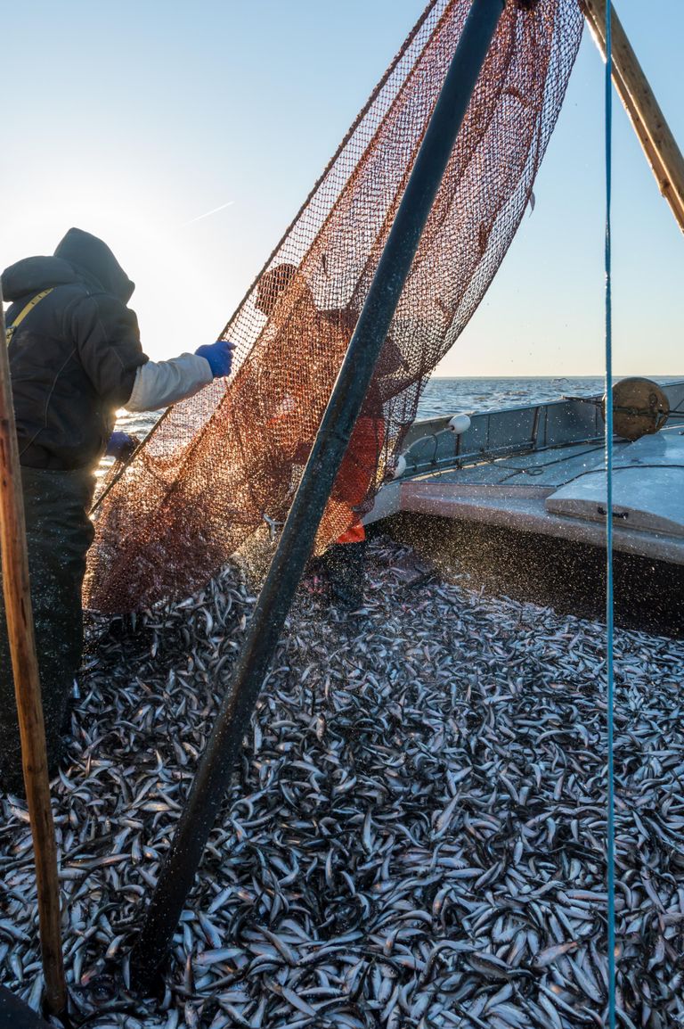 Tänu toitaine­rohkusele Läänemeres suureneb väikeste kalade arv: räim ja kilu jäävad osaks meie toidulauast.