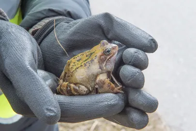 Neljapäeval Ihaste teel päästetud konn. Kristjan Teedema