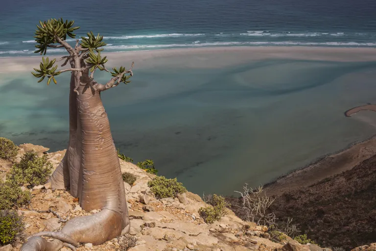 Socotra saar