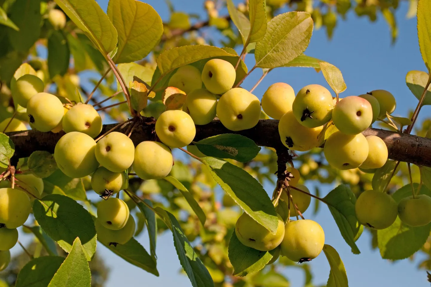Iluõunapuu ‘Butterball’. Malus &#39;Butterball&#39;