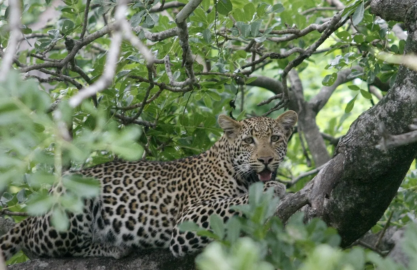Leopard