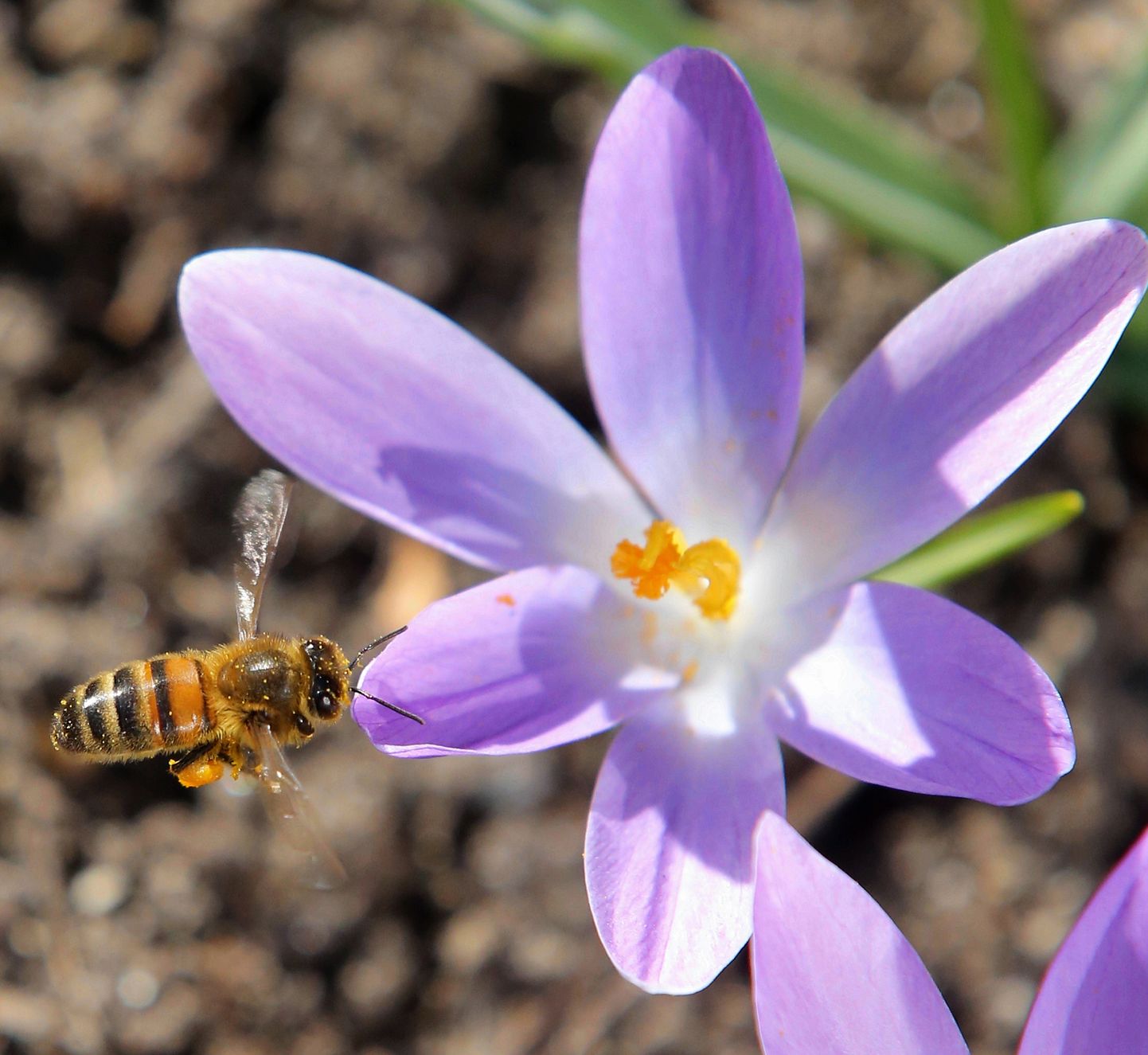 Tipu looduskool kutsub täna kell 18 Kõpu külastuskeskusesse loodusõhtule «Mesilane – ökosüsteemi osa».