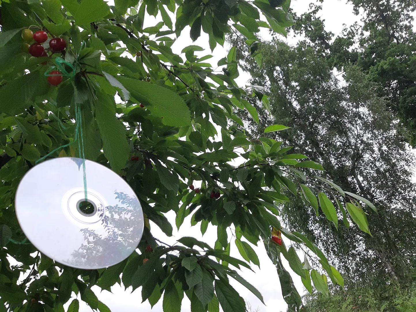 Kui siduda kirsipuule CD-plaate ja helkivaid linte, siis mõne aja pelgavad linnud sinna tulla, paari päevaga siiski harjuvad ja tuleb uus nipp välja mõelda.
