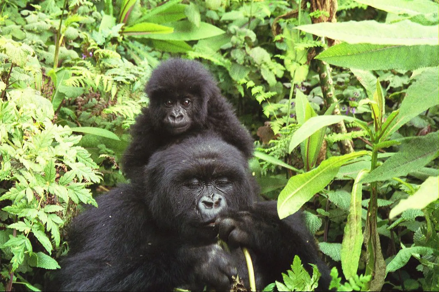 Gorillad Vulkaanide rahvuspargis.