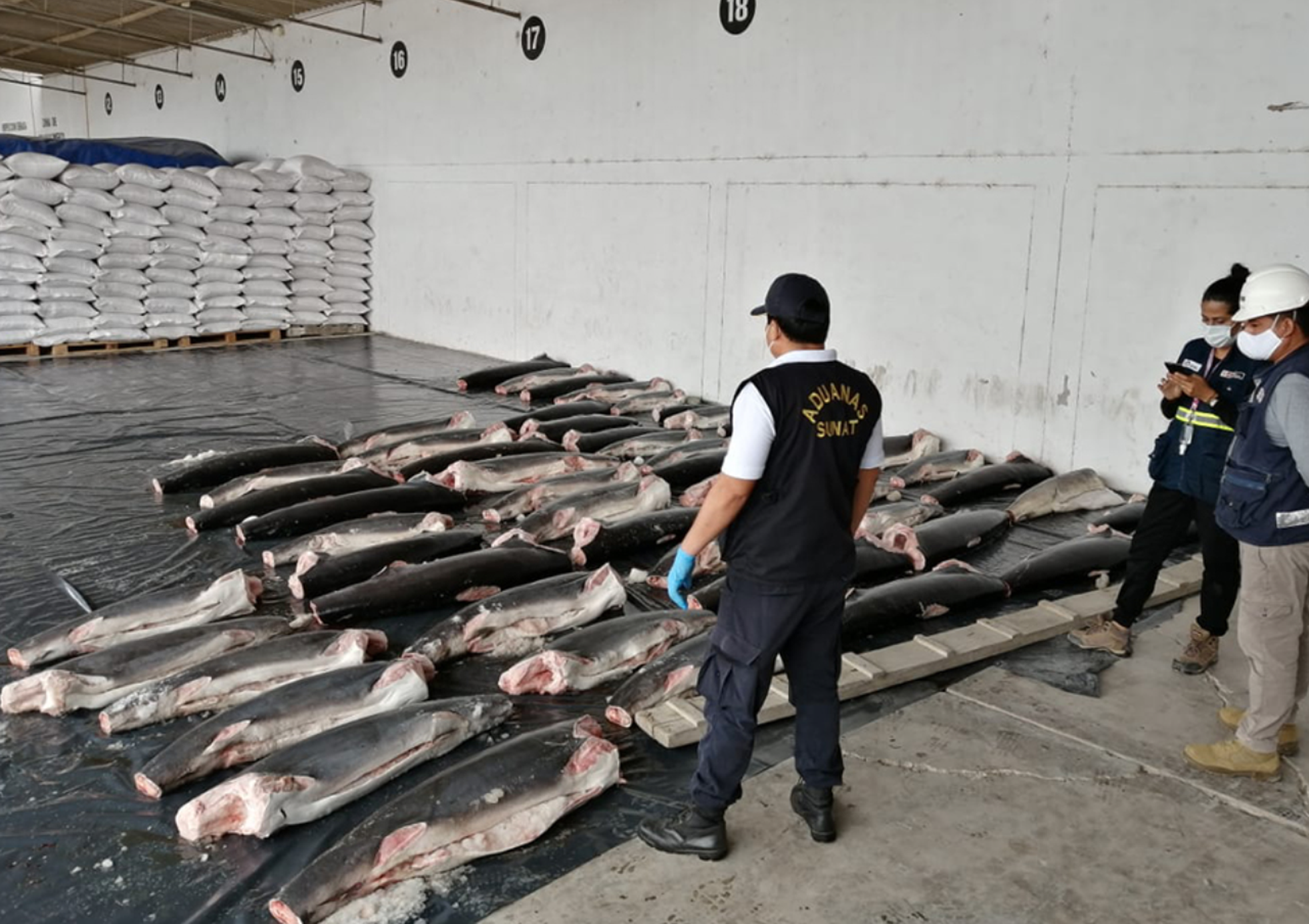 Peruu toll konfiskeeris kinnipidamiste käigus ka suure hulga ebaseaduslikult kütitud ja tapetud kalade rümpasid.