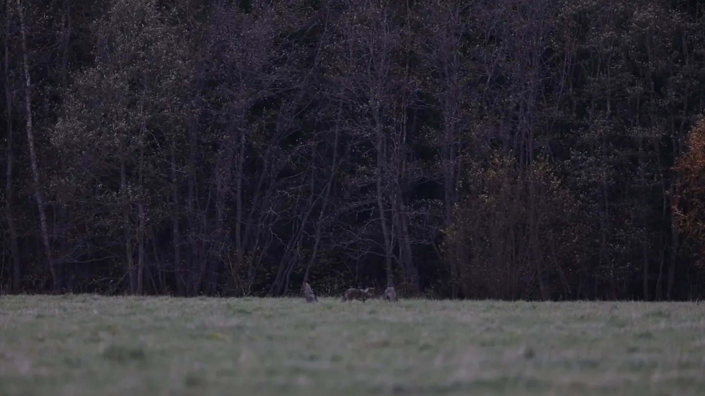 Kuvatõmmis videost