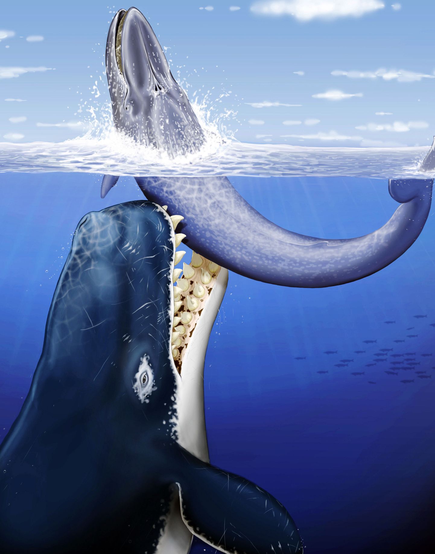Kunstniku kujutis vaaladevahelisest kisklusest. Pilt on illustreeriv.