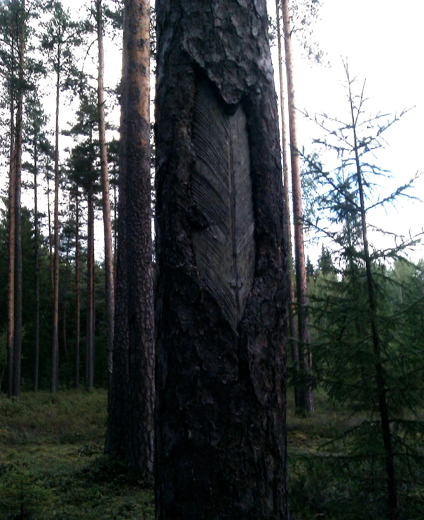 Vaigutusarmidega puu.
