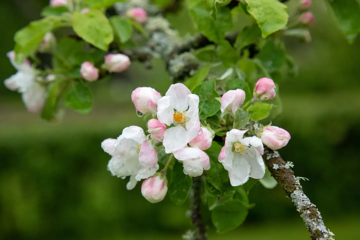 Pikalt vindunud kevad ei suutnud maikuus loodust enam kaua tagasi hoida. Pilt vihmamärgadest õunapuuõitest on tehtud 23. mail.