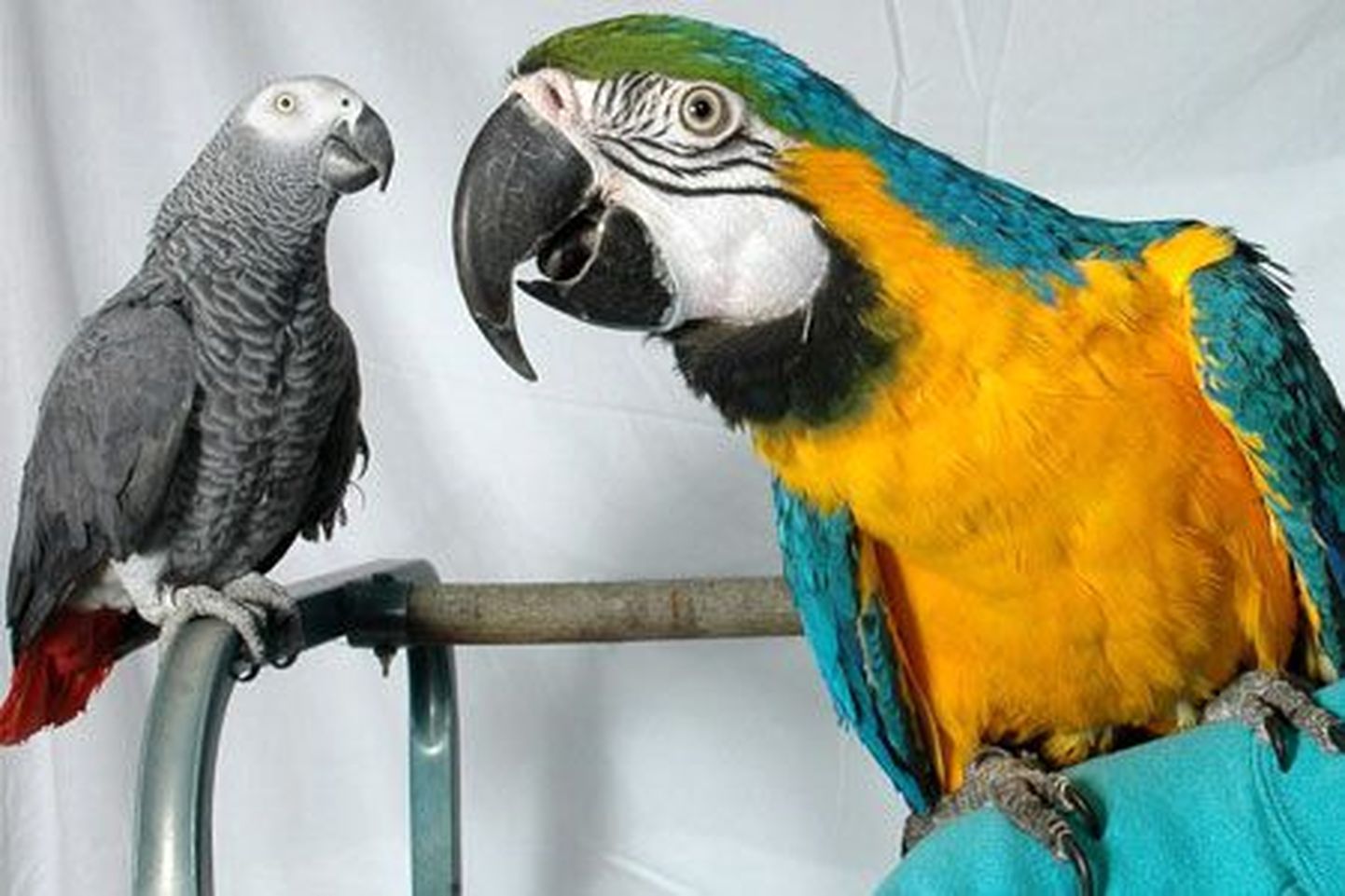 Papagoid