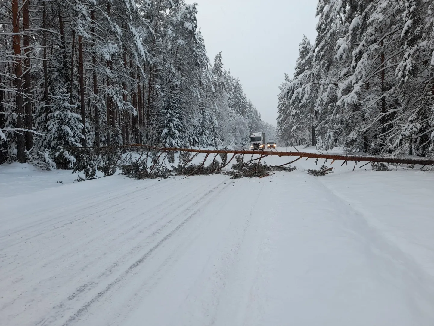 Murdunud puude eemaldamine Rõuge vallas Saru külas. Foto on illustreeriv.