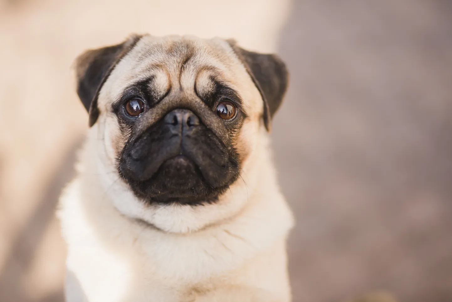 Mops