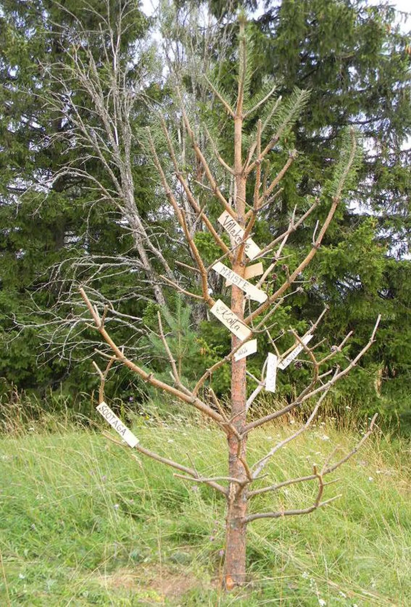 Küladepuu.