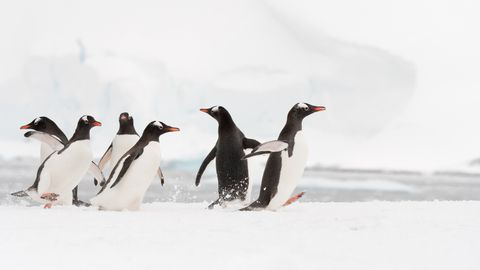 PILK PEALE! ⟩ Antarktikast avastati haruldane valge pingviin