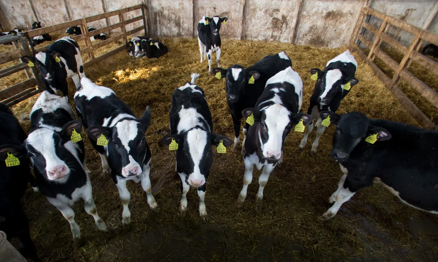 Koksveres Siimani farmis kerkivates lautades on noorloomade elutingimused märgatavalt paremad kui seni.