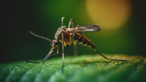 Surmav haigus hiilib Amazonase vihmametsadest tagasi linnadesse