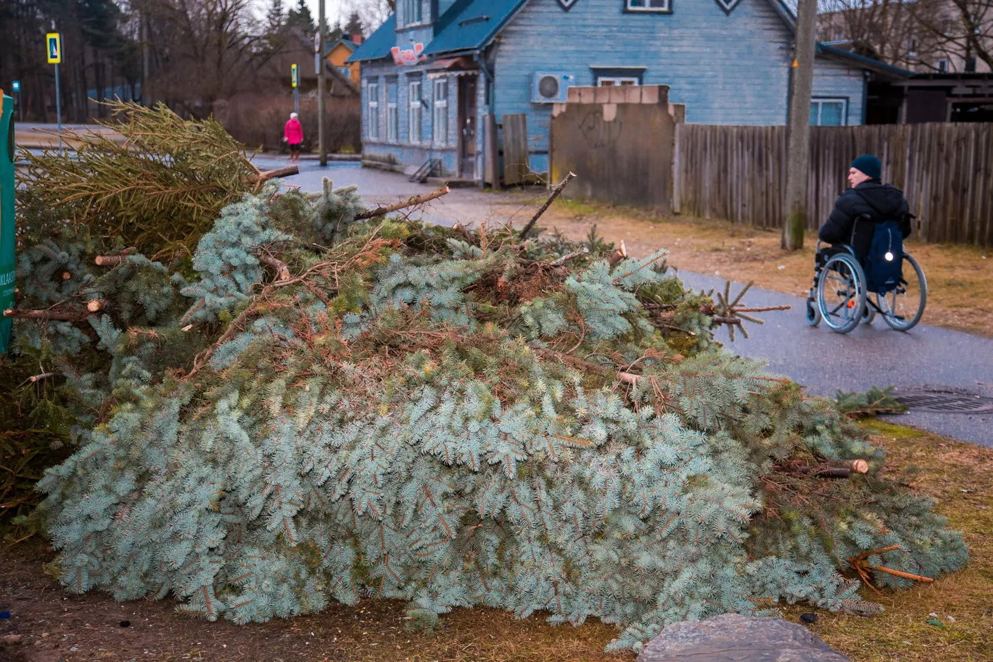 Tuleskulptuuriks mõeldud kuuskede kogumisplats.