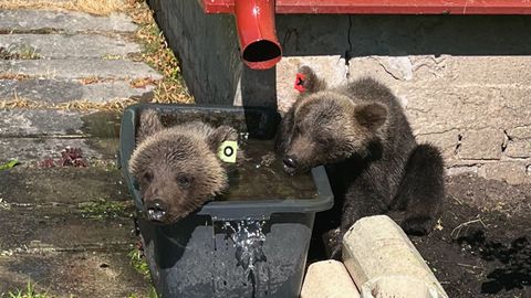 Kaks karupoega käisid inimestel külas