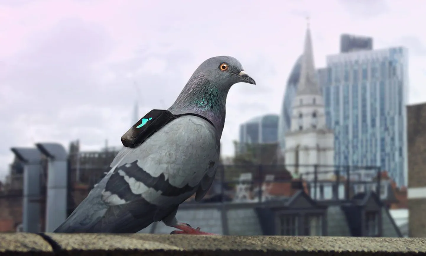 Pigeon Air Patrol