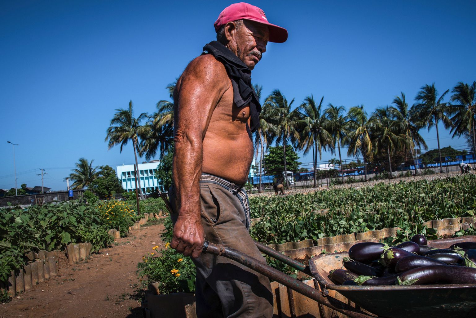 Kuuba farmer Havanas
