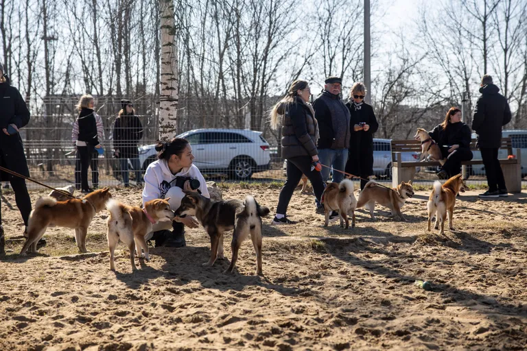 Встреча собак породы сиба-ину в Ласнамяэ.