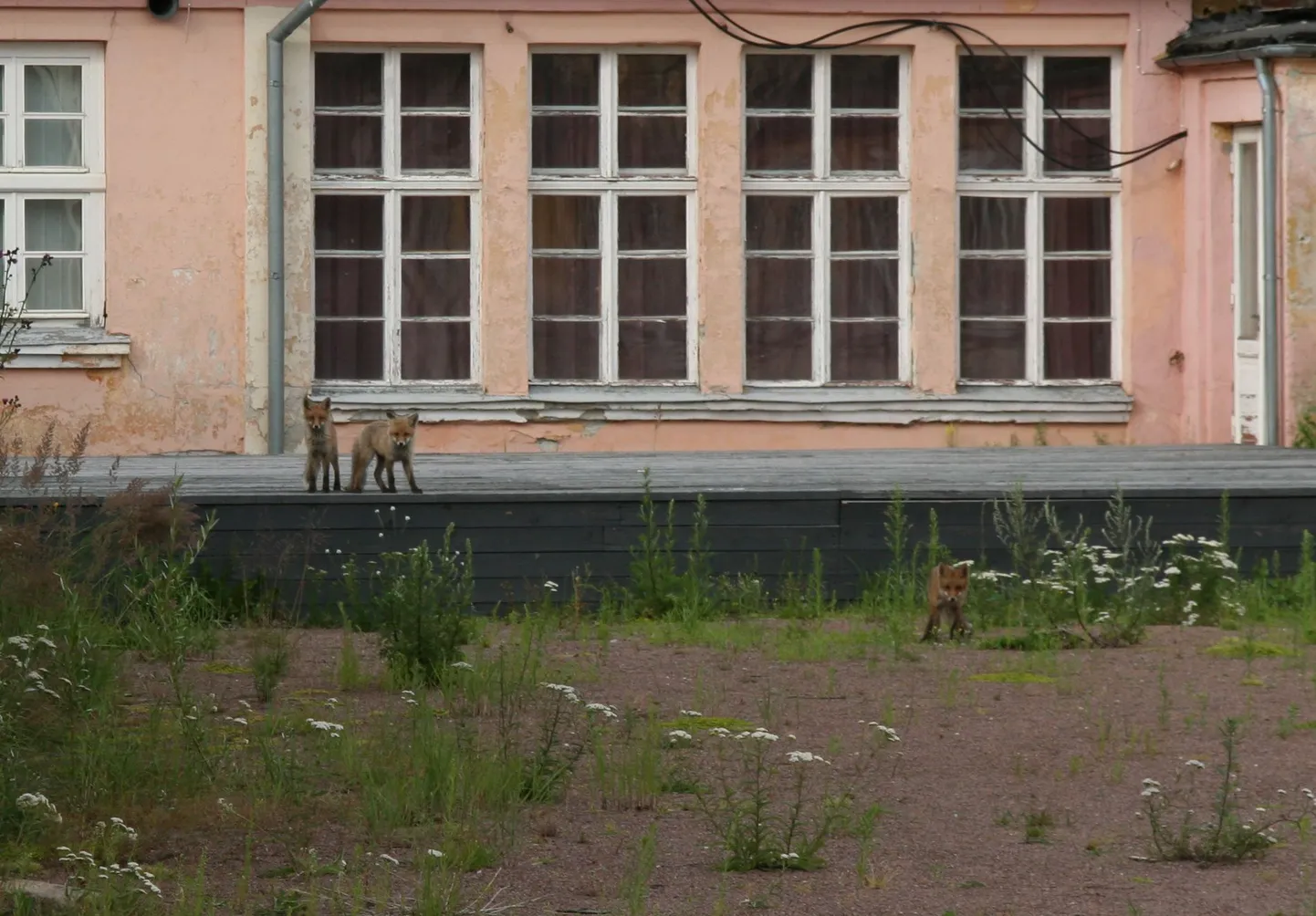 Pärnu mudaravila sisehoovis elutseb rebasepere.